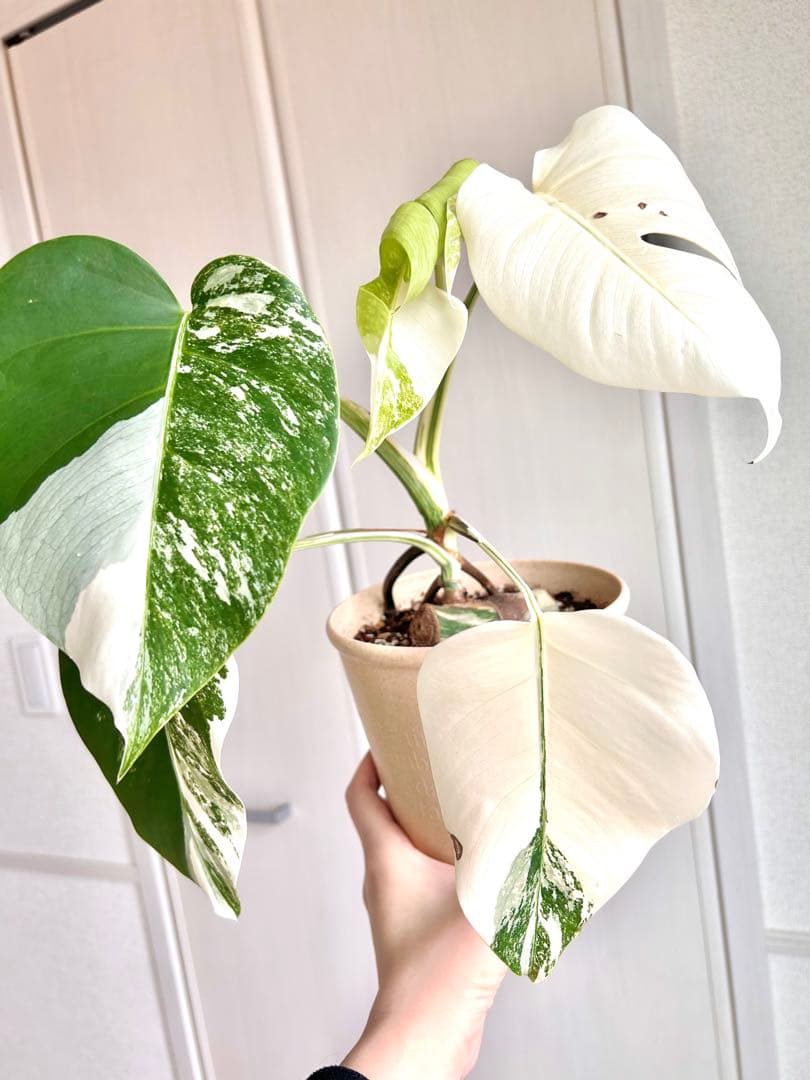 2.5cm極太の株より株分け♡フルムーン出ました！