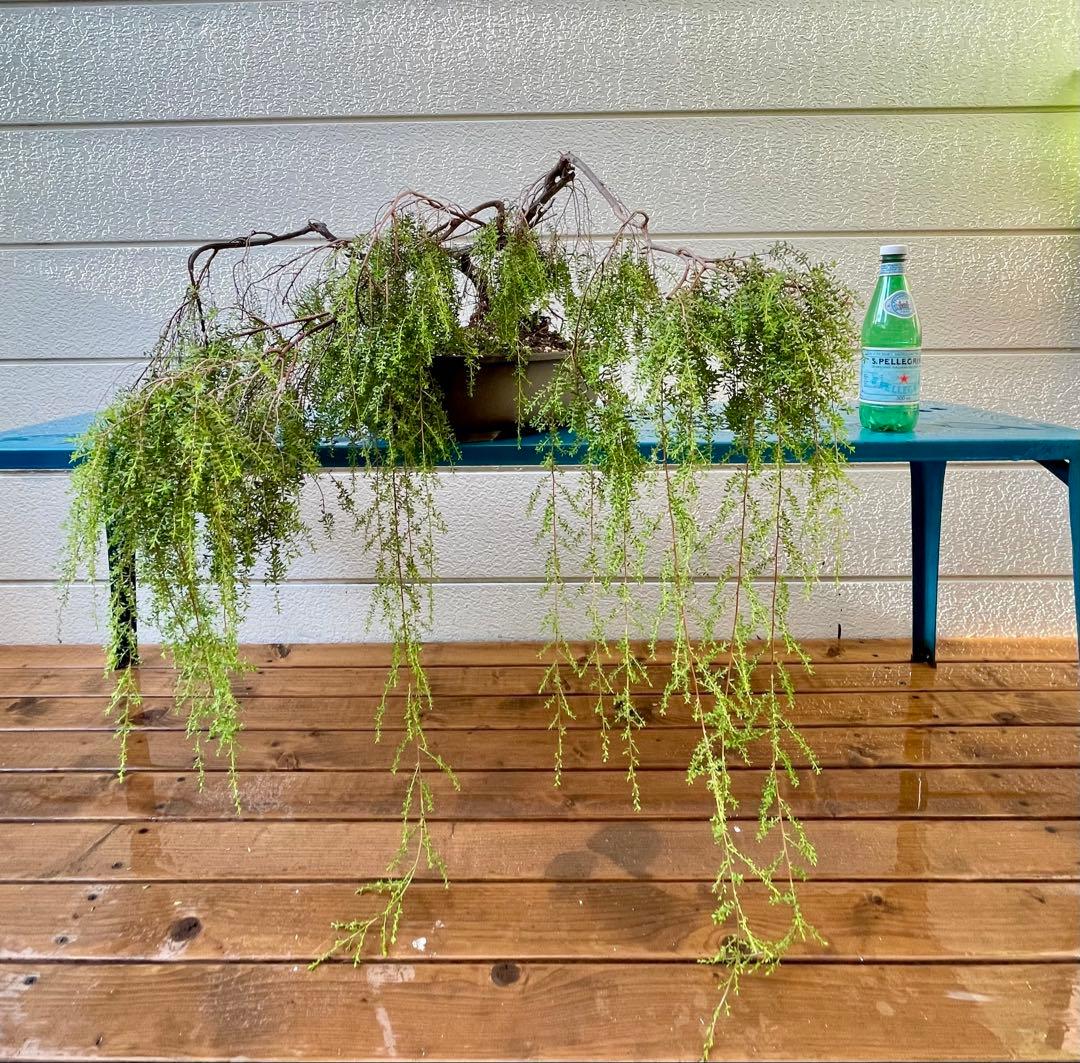 オージープランツ　希少品種　レプトスペルマム　バーチカルドロップ　特大