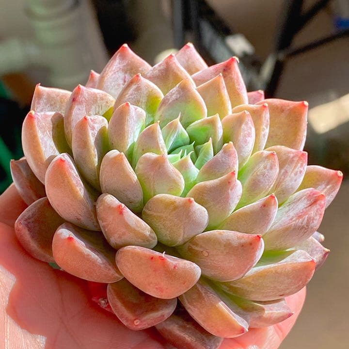 超どっしり　ムアレ