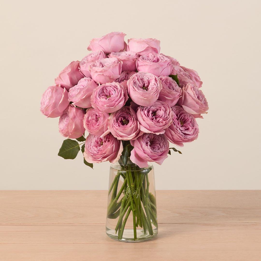 バラ苗　切りバラ苗　pe♡ny kiss Rose