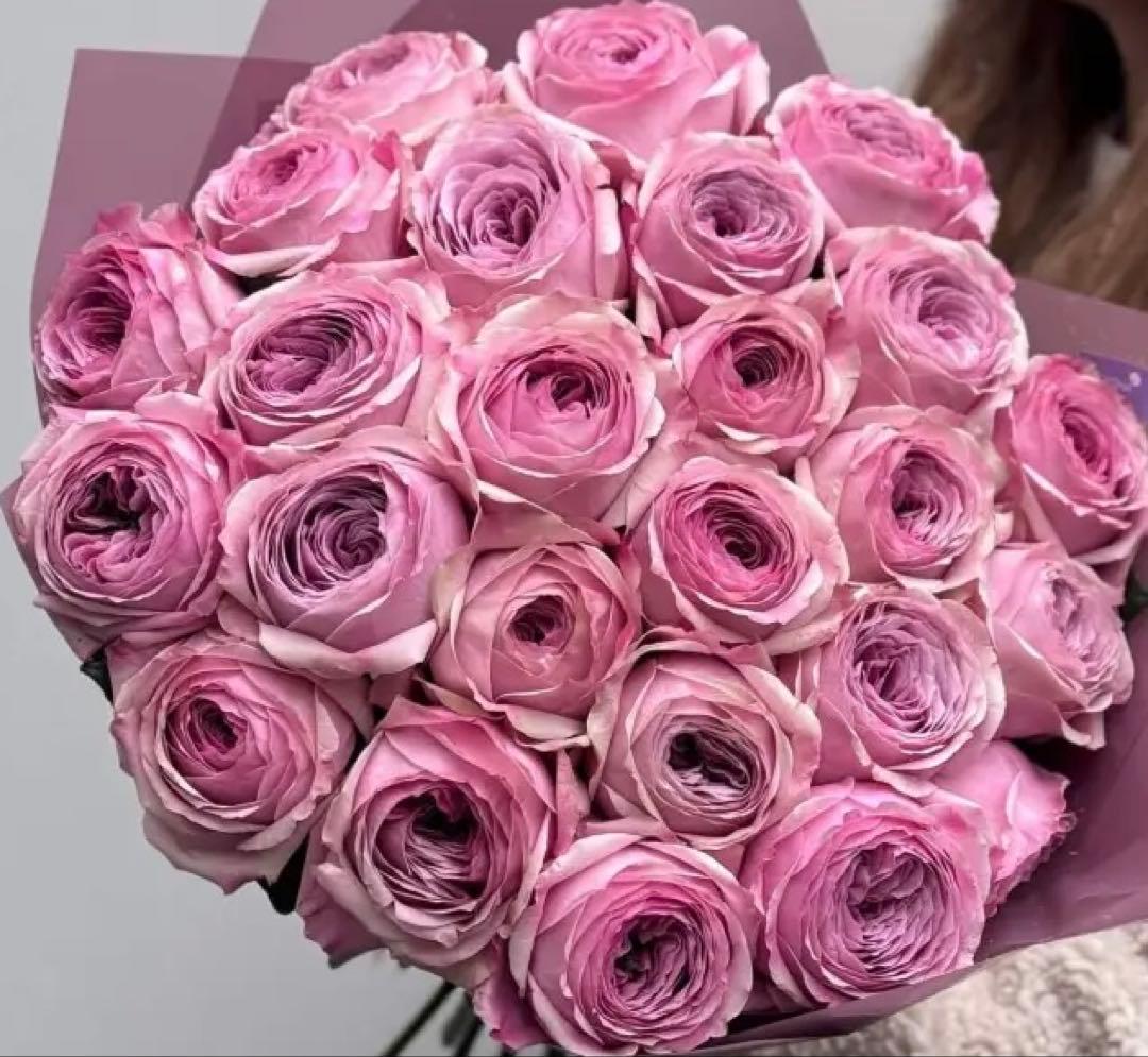 バラ苗　切りバラ苗　pe♡ny kiss Rose