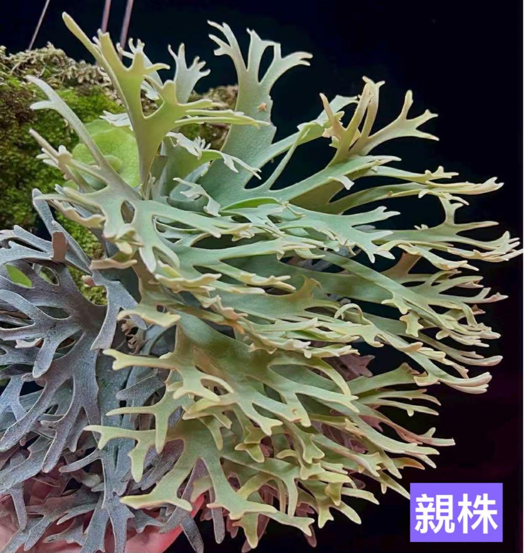 た*ん様 P.willinckii Yellow moon dwarf