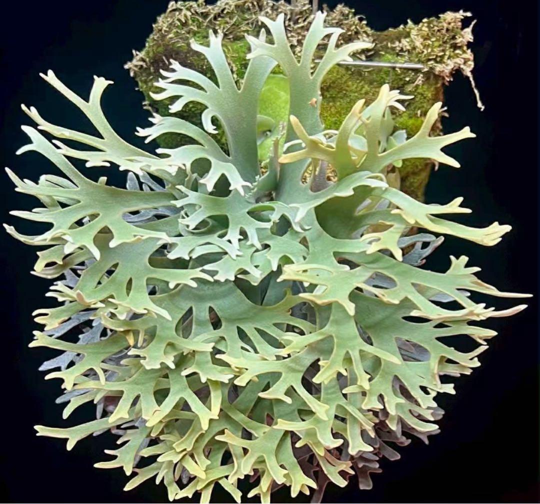 た*ん様 P.willinckii Yellow moon dwarf