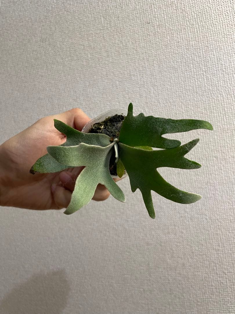 た*ん様 P.willinckii Yellow moon dwarf