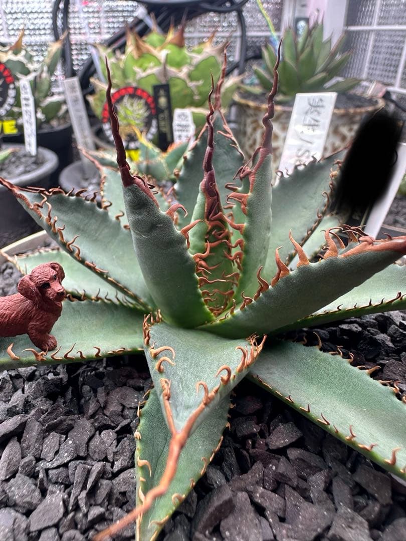 アガベ　ハイブリッド　妖炎　選抜