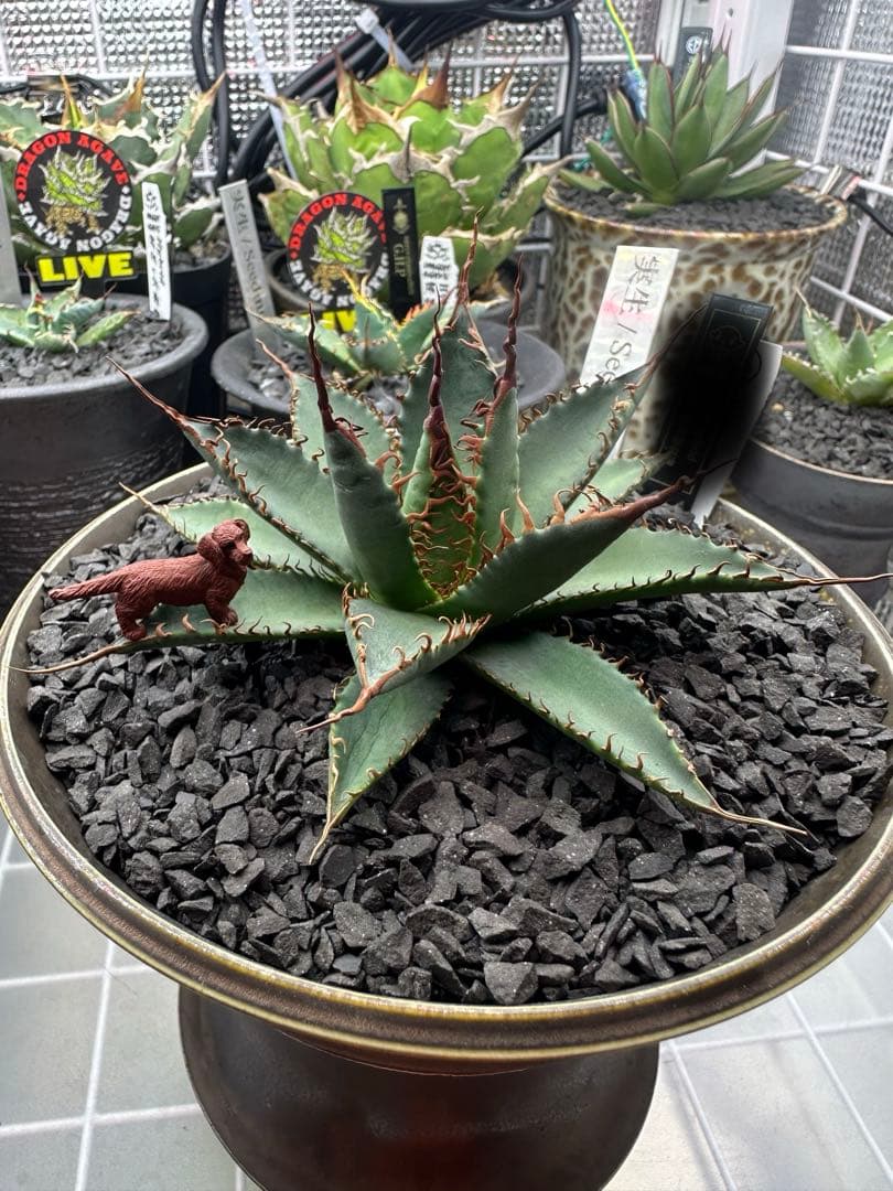 アガベ　ハイブリッド　妖炎　選抜