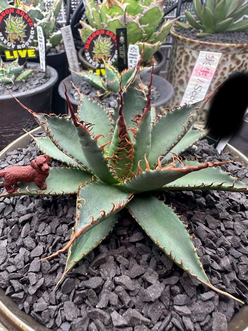 アガベ　ハイブリッド　妖炎　選抜