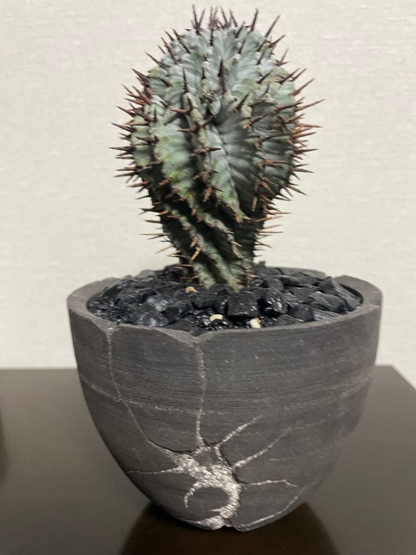 サボテンユーフォルビア