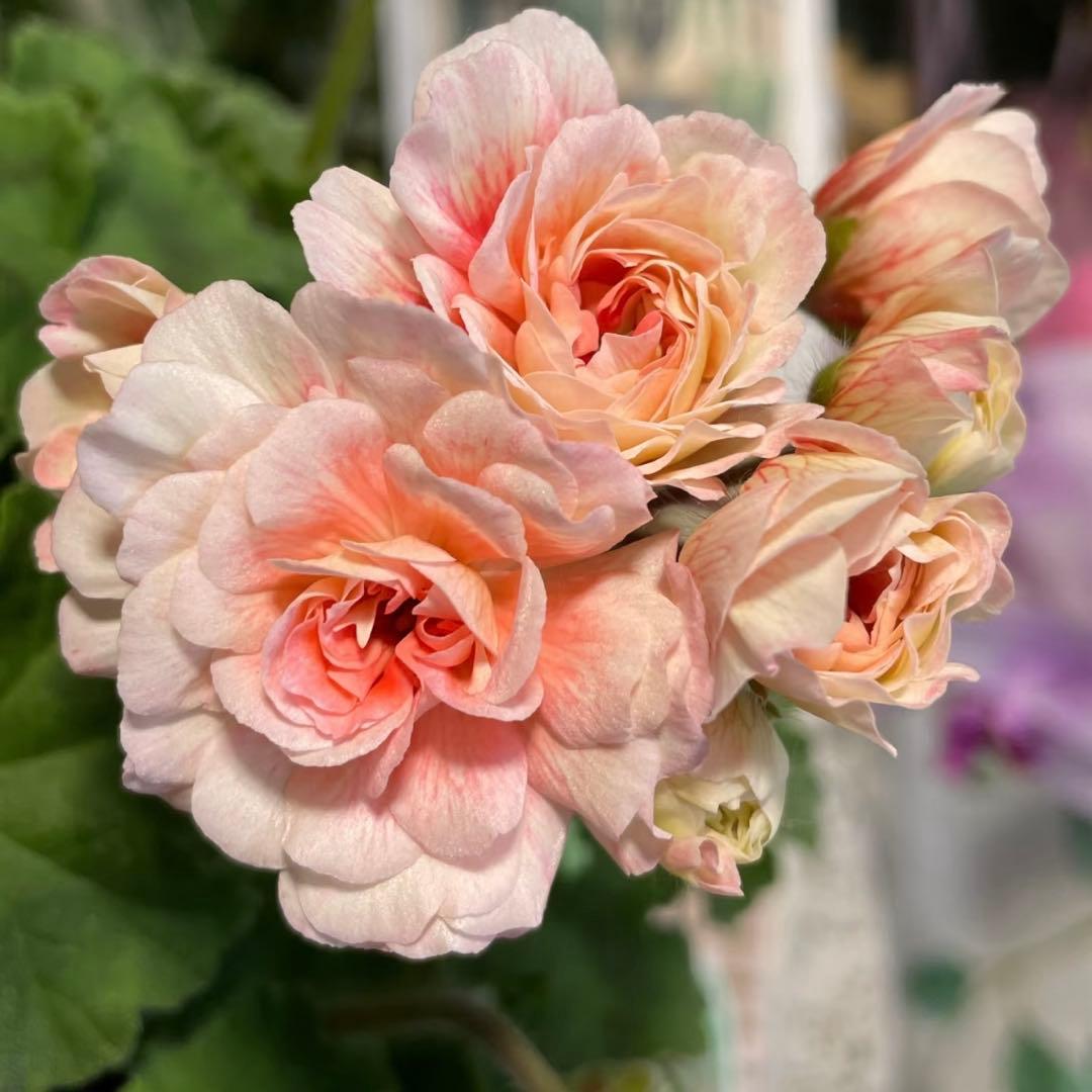 希少品種ゼラニウム　珍しいゼラニウム　レア品種ゼラニウムECO02