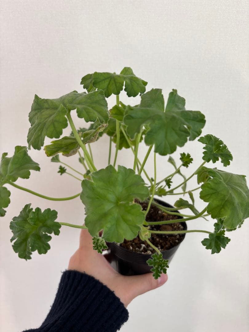 希少品種ゼラニウム　珍しいゼラニウム　レア品種ゼラニウムECO02