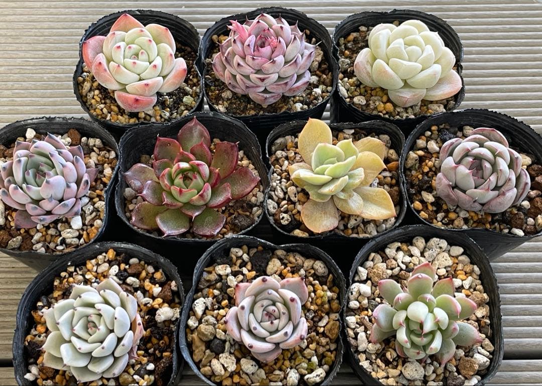 桜鬼　円　雪つぼみ　木洩れ日　紫紺の矢　ルビーライム　ももりん　他　多肉植物