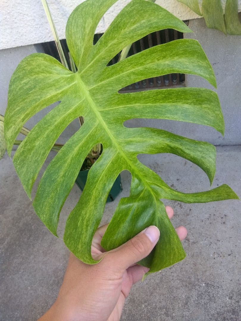 モンステラ　ボルシギアナ　ミント　５号鉢つき　超激斑❗幹まで真っ白❗