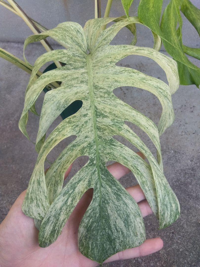 モンステラ　ボルシギアナ　ミント　５号鉢つき　超激斑❗幹まで真っ白❗
