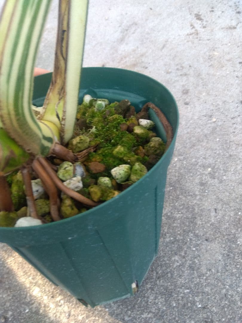 モンステラ　ボルシギアナ　ミント　５号鉢つき　超激斑❗幹まで真っ白❗