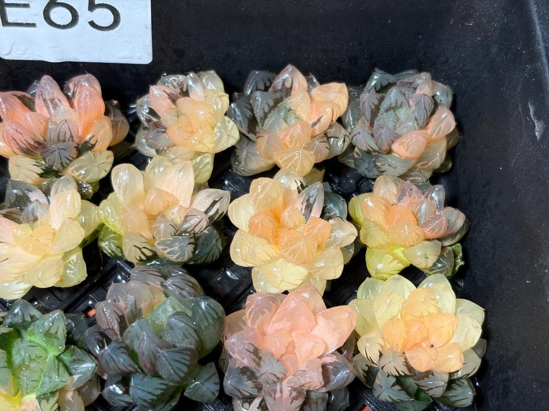 65 多肉植物 ハオルチア　オブツーサ錦 水中月錦 超美品 25株セット