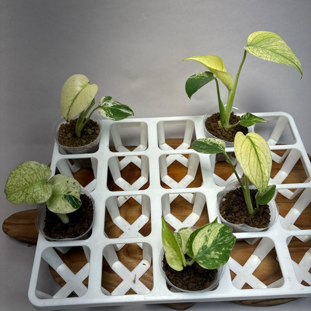 モ*～様 5株セットms16 【特別選抜】ホワイトモンスター／天津蘭 モンステラ