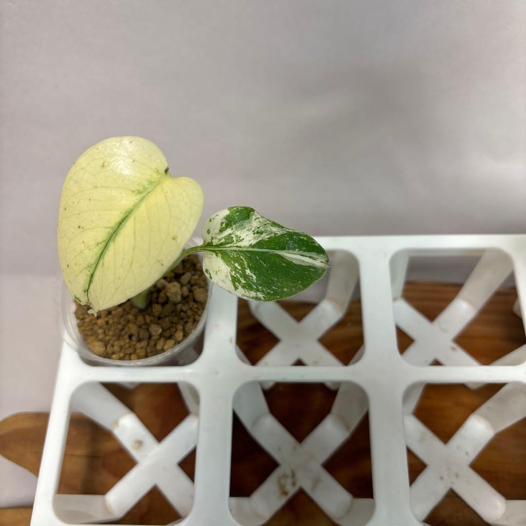 モ*～様 5株セットms16 【特別選抜】ホワイトモンスター／天津蘭 モンステラ