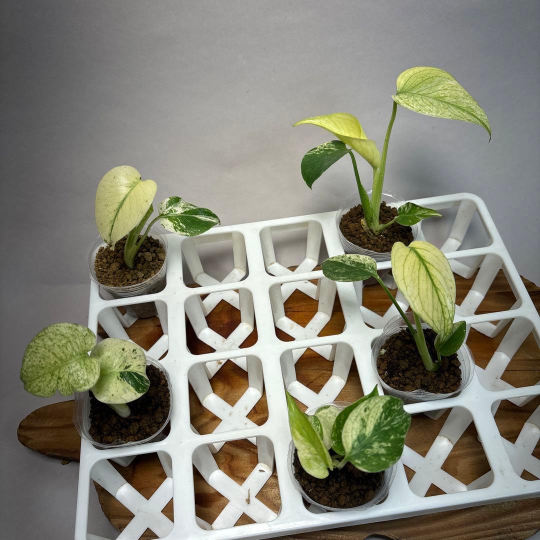 モ*～様 5株セットms16 【特別選抜】ホワイトモンスター／天津蘭 モンステラ