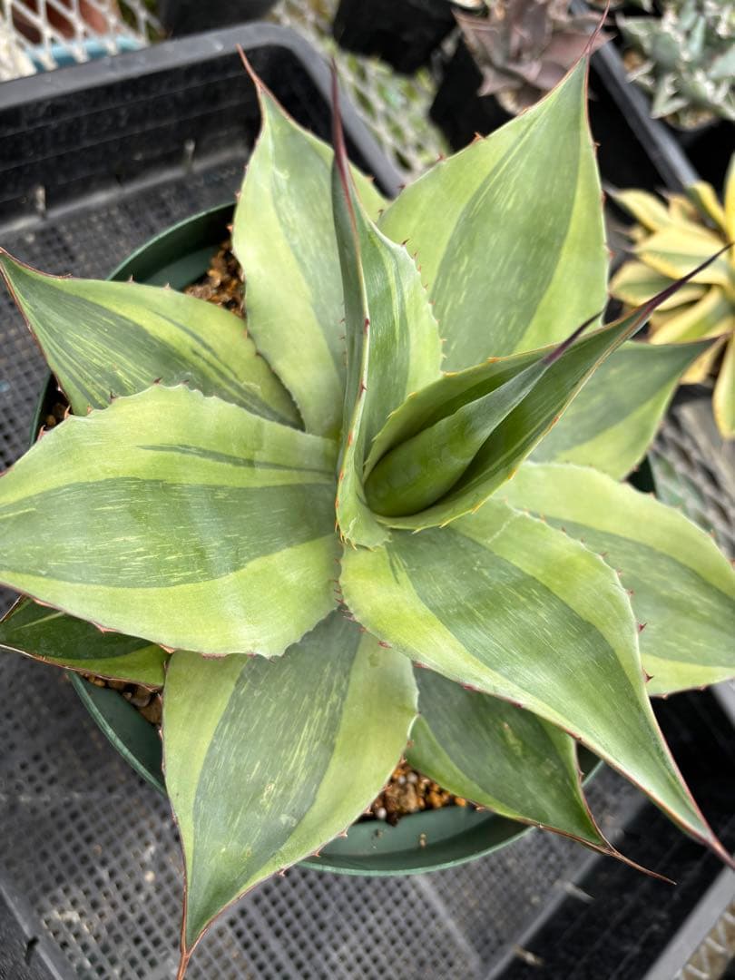 メルカリ便発送‼︎　オバティフォリア　キラー　7号鉢付き発送‼︎