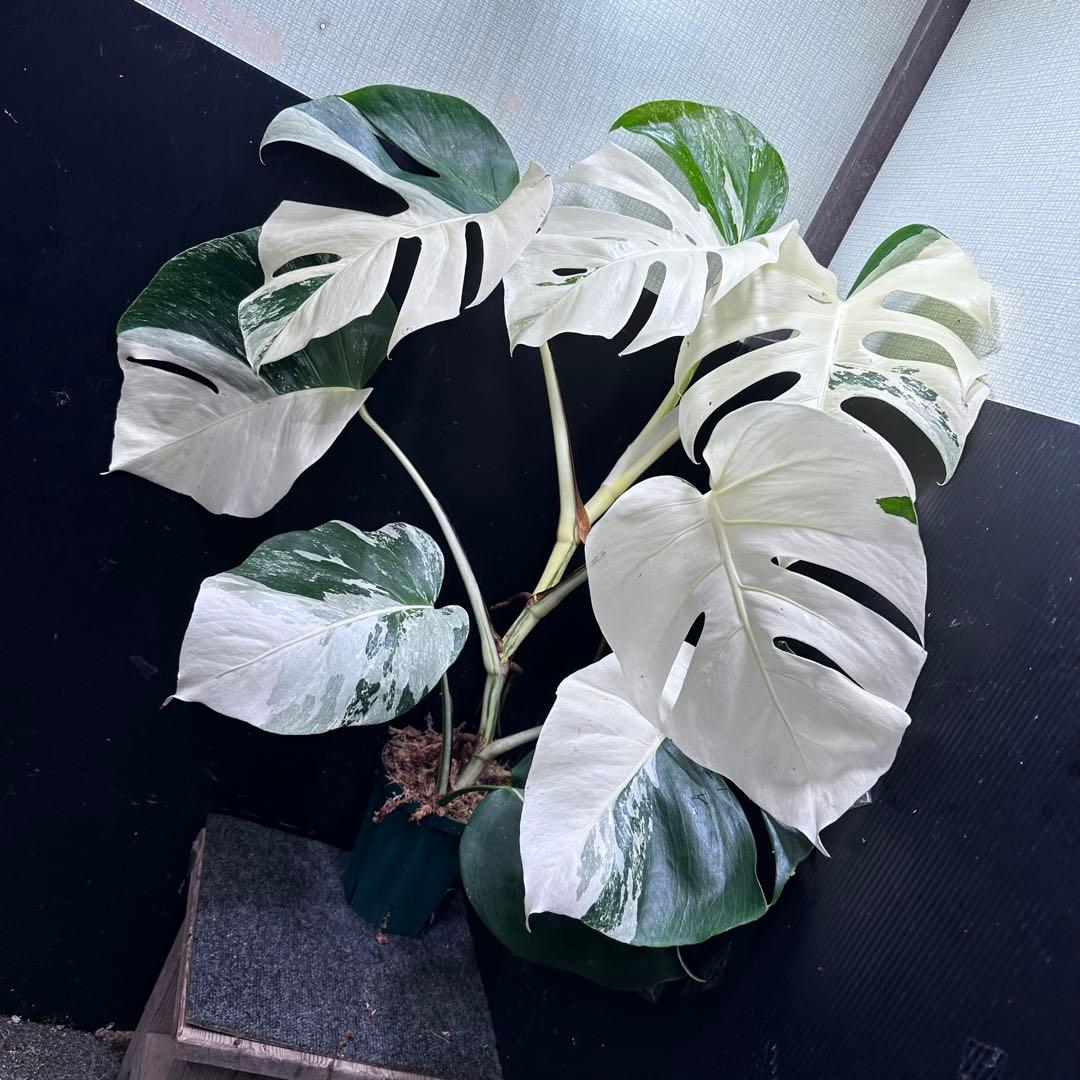 4*8様 モンステラ斑入りハーフムーンホワイトタイガー極美斑入り80cm