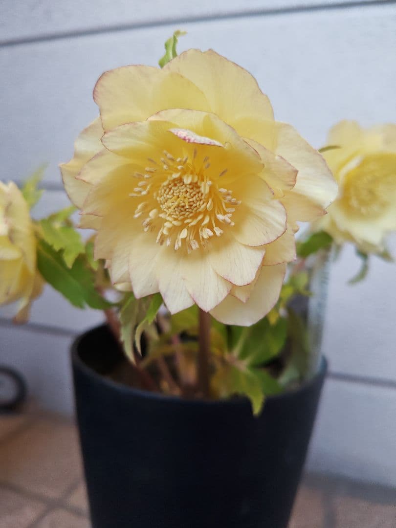 クリスマスローズ　ダブルオーレア系　広瀬園芸