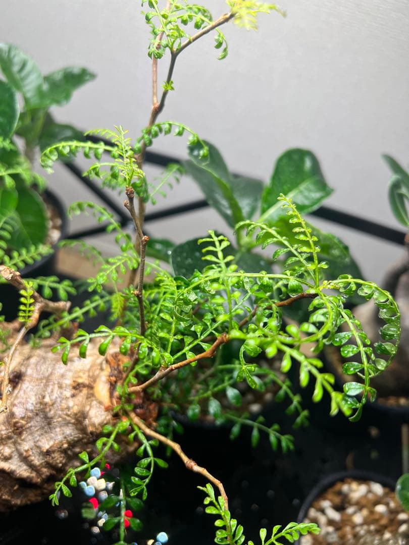 オペルクリカリア パキプス　現地株　現地球