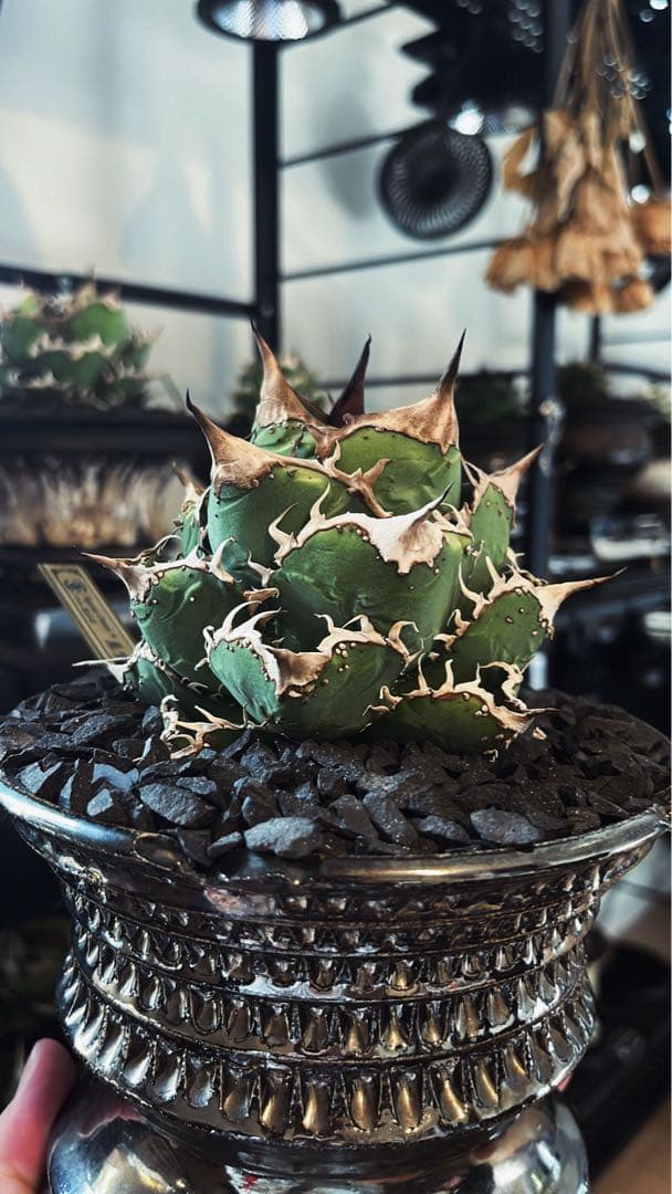 アガベ 星空　親株