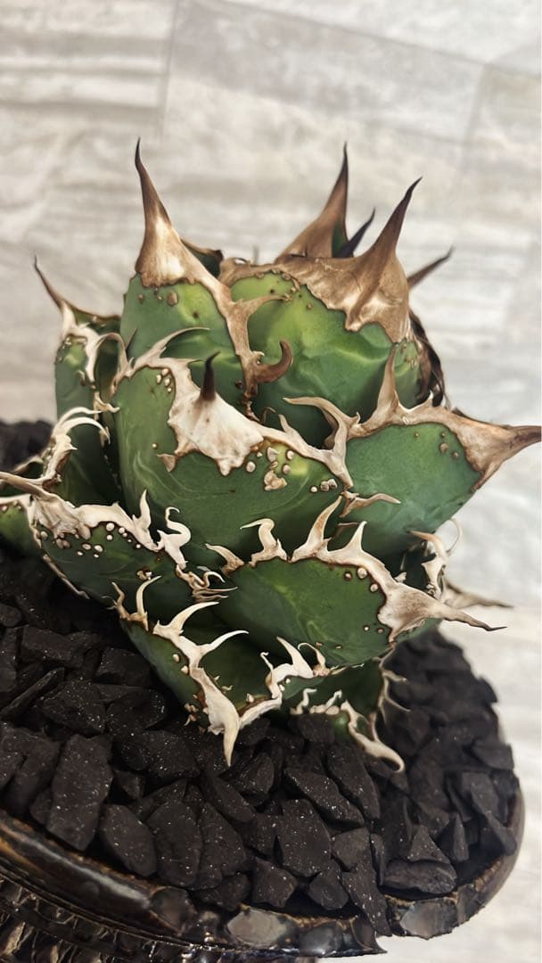 アガベ 星空　親株