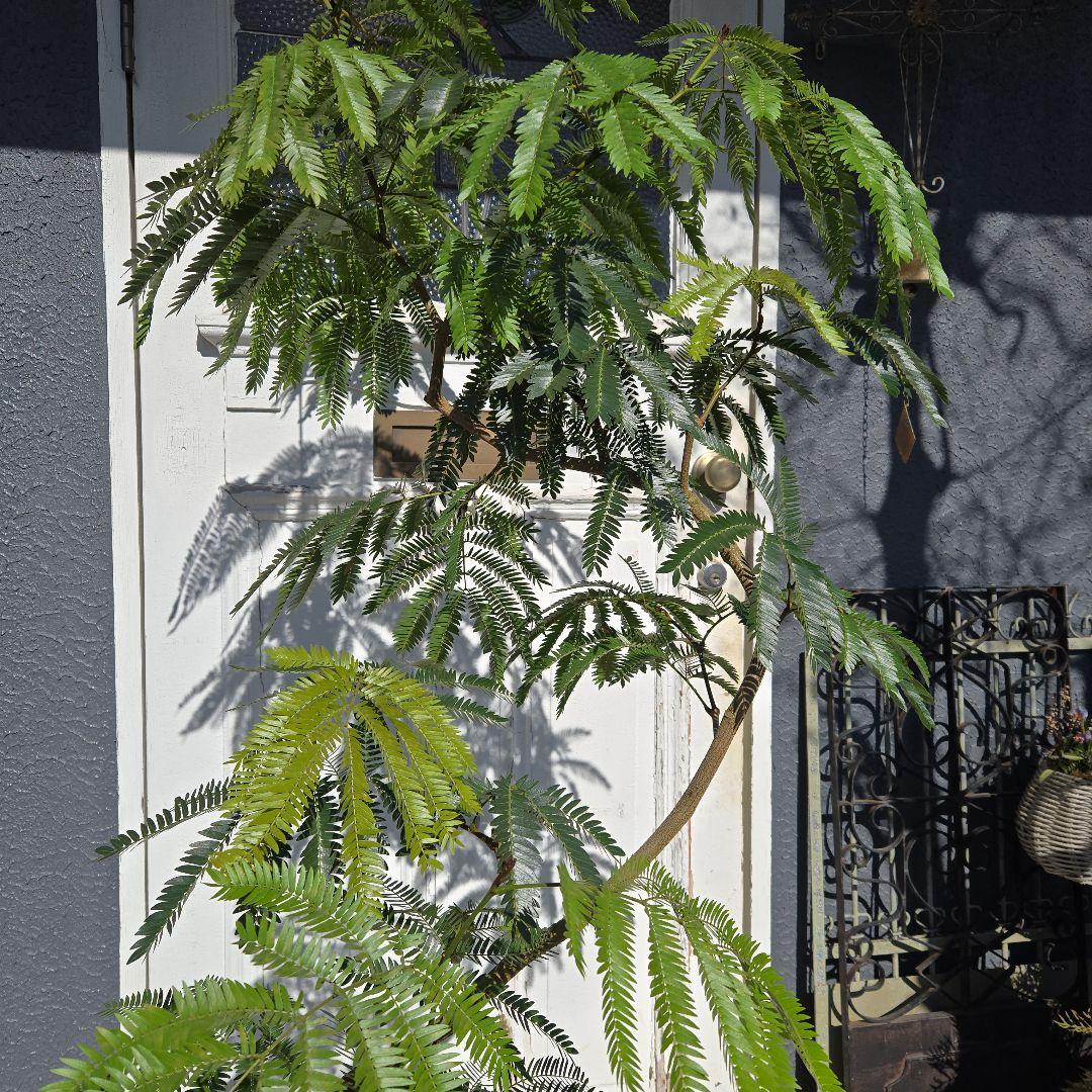 ①　エバーフレッシュ曲がり仕立て　10号　特大苗木最高等級極上品‼️