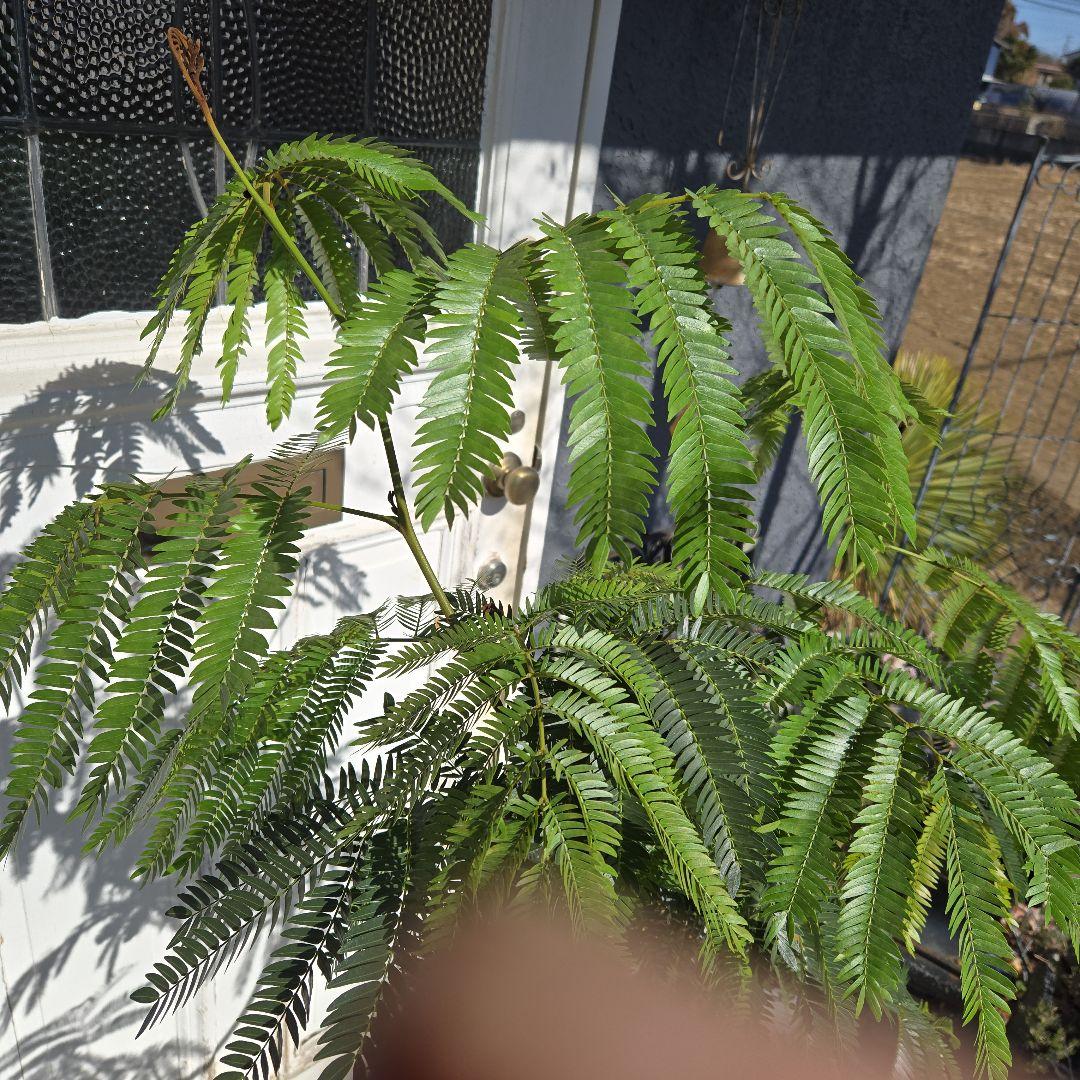 ①　エバーフレッシュ曲がり仕立て　10号　特大苗木最高等級極上品‼️