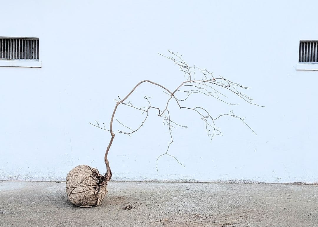 曲線美。山採りネジキ。