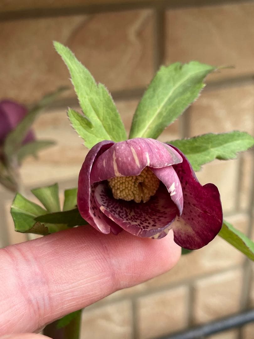 【広瀬園芸】　絞りピンクスポットdd クリスマスローズ　苗