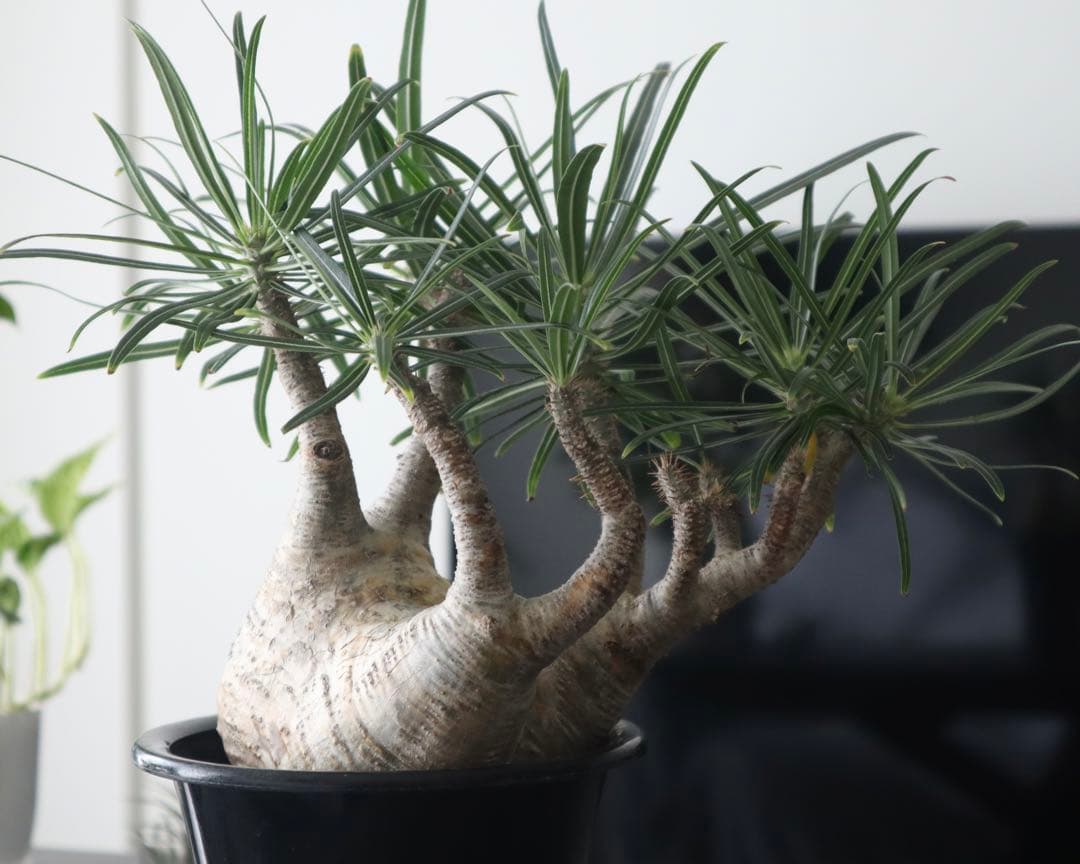 パキポディウム グラキリス 現地球