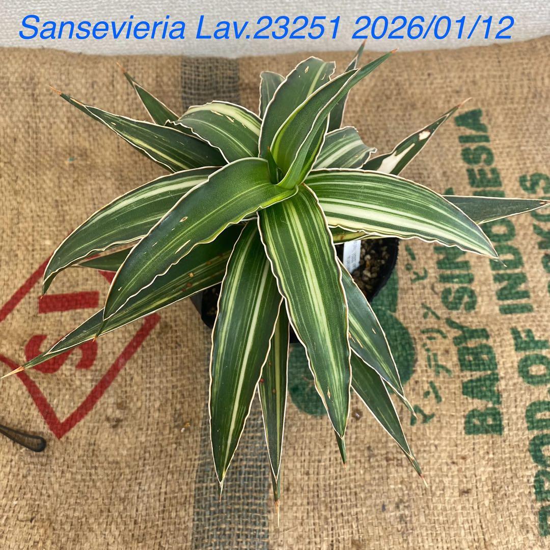 サンスベリア　Lav23251 斑入 Sansevieria Lav23251