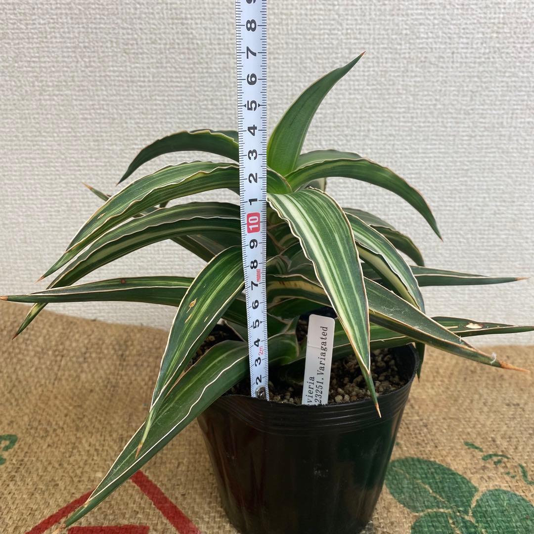 サンスベリア　Lav23251 斑入 Sansevieria Lav23251