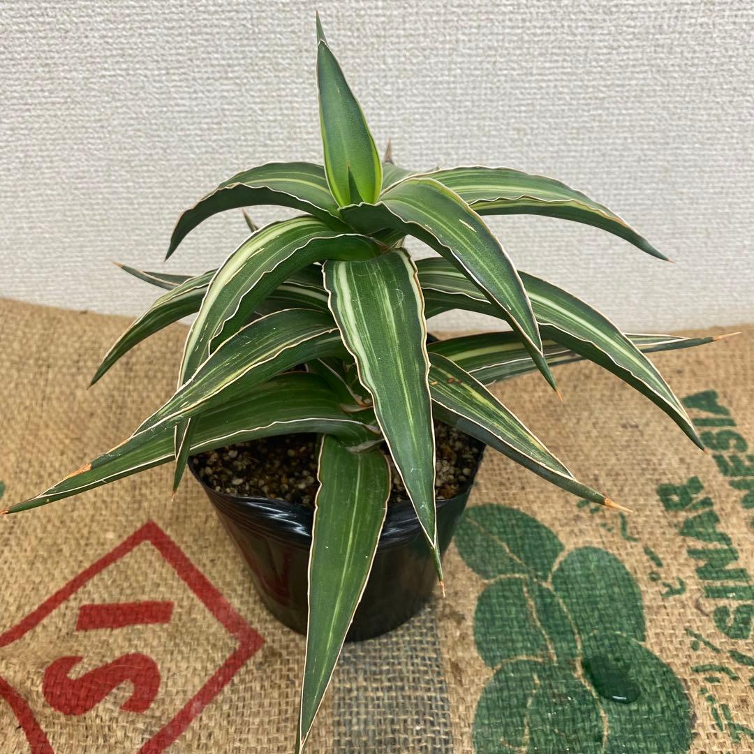 サンスベリア　Lav23251 斑入 Sansevieria Lav23251