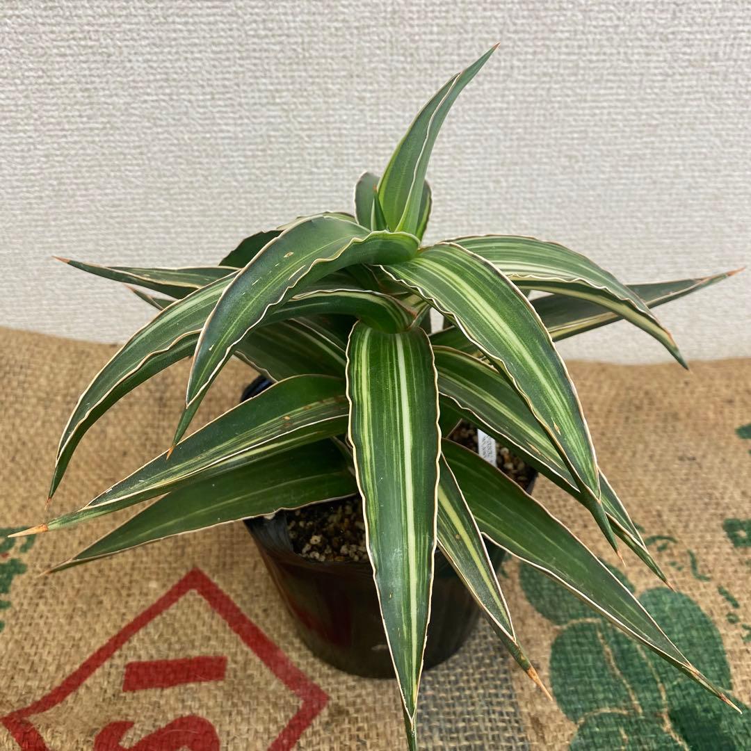 サンスベリア　Lav23251 斑入 Sansevieria Lav23251