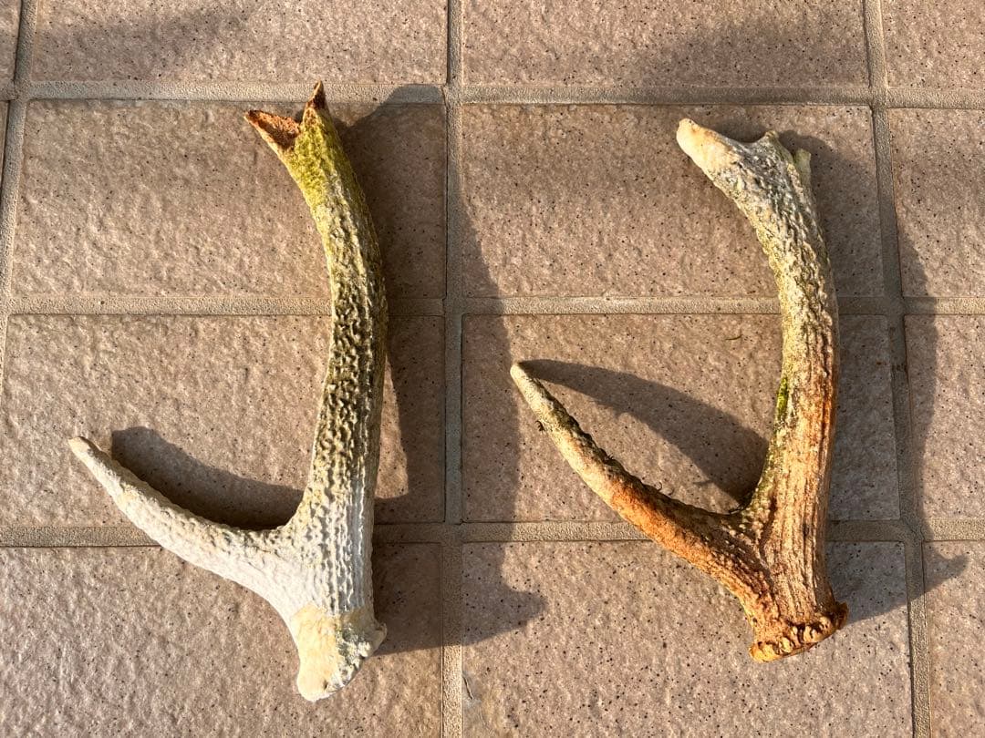 鹿の頭蓋骨　鹿の角　13本　日本鹿