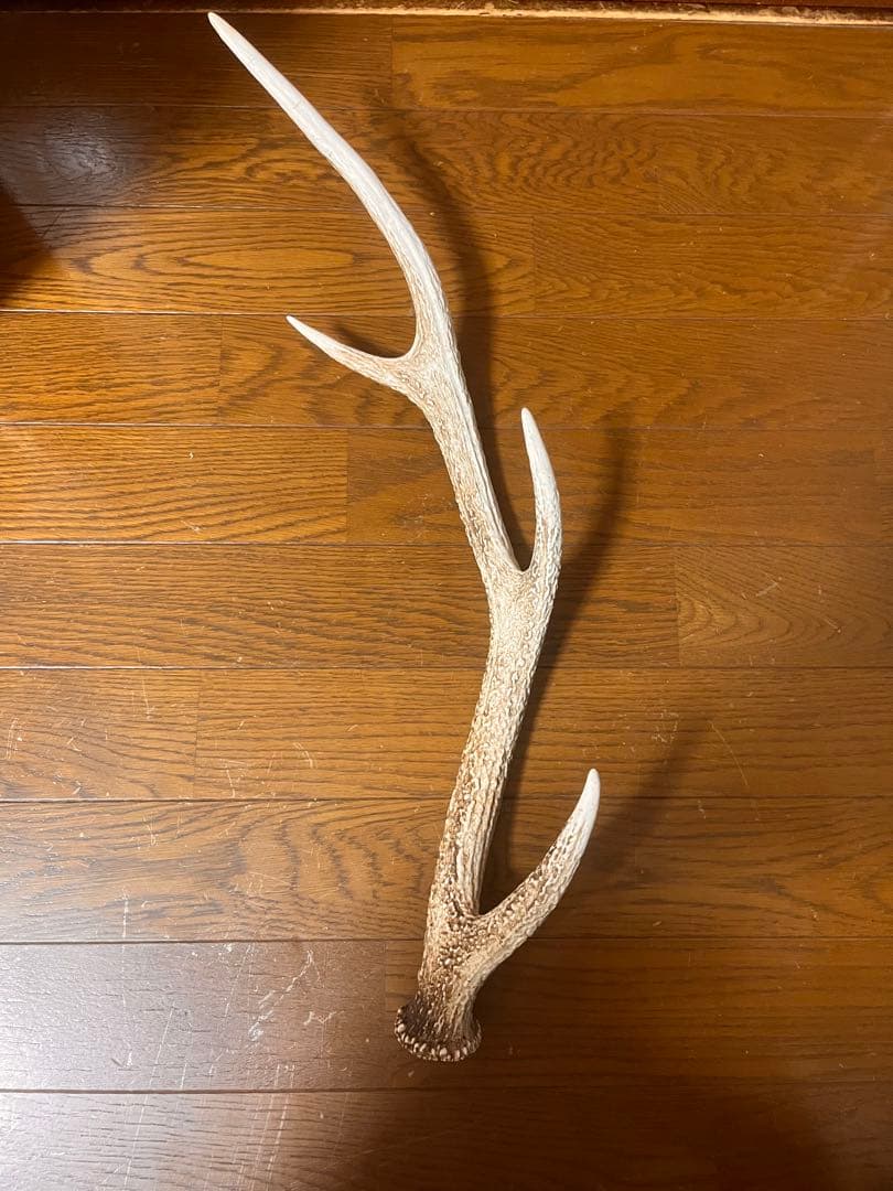 鹿の頭蓋骨　鹿の角　13本　日本鹿