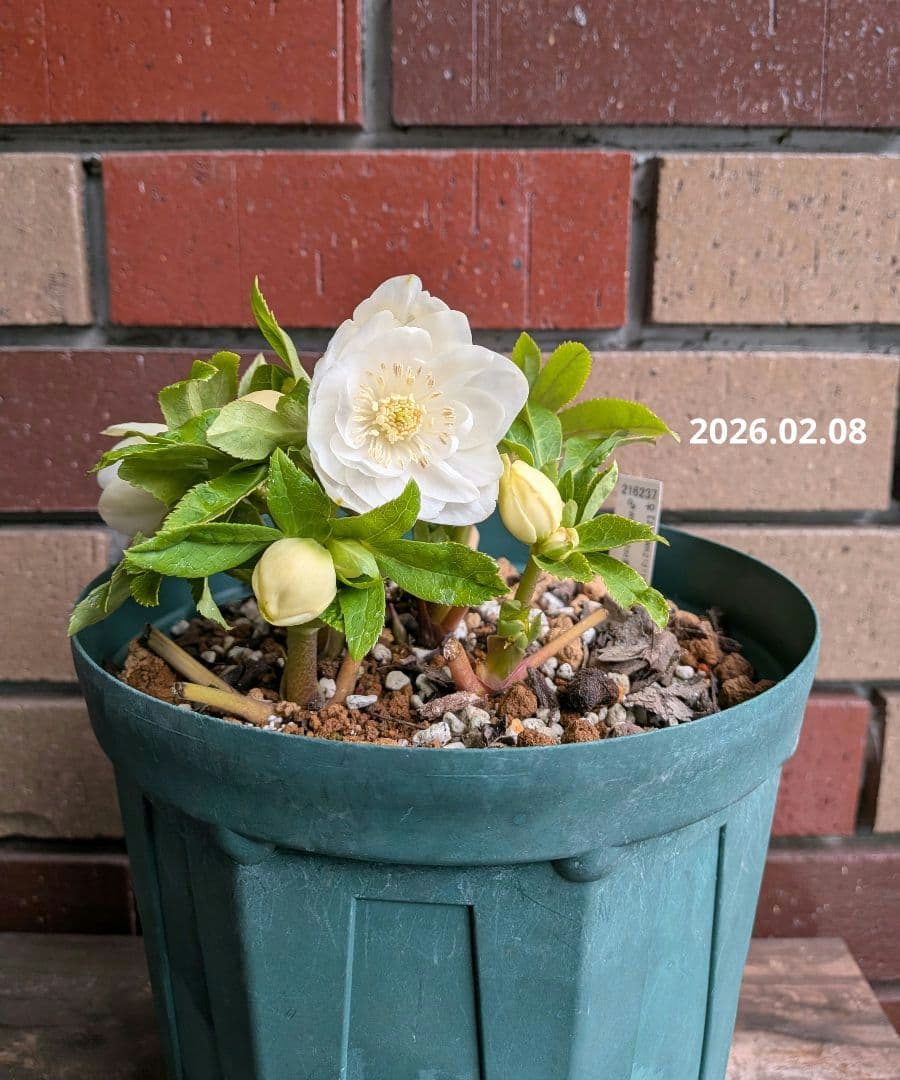 クリスマスローズ・ホワイトゴールド (ダブル咲き)