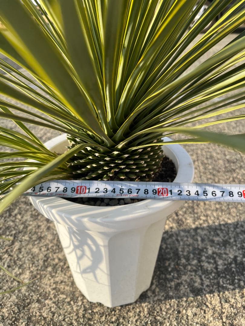 ユッカ　ロストラータ　2ヘッド　21