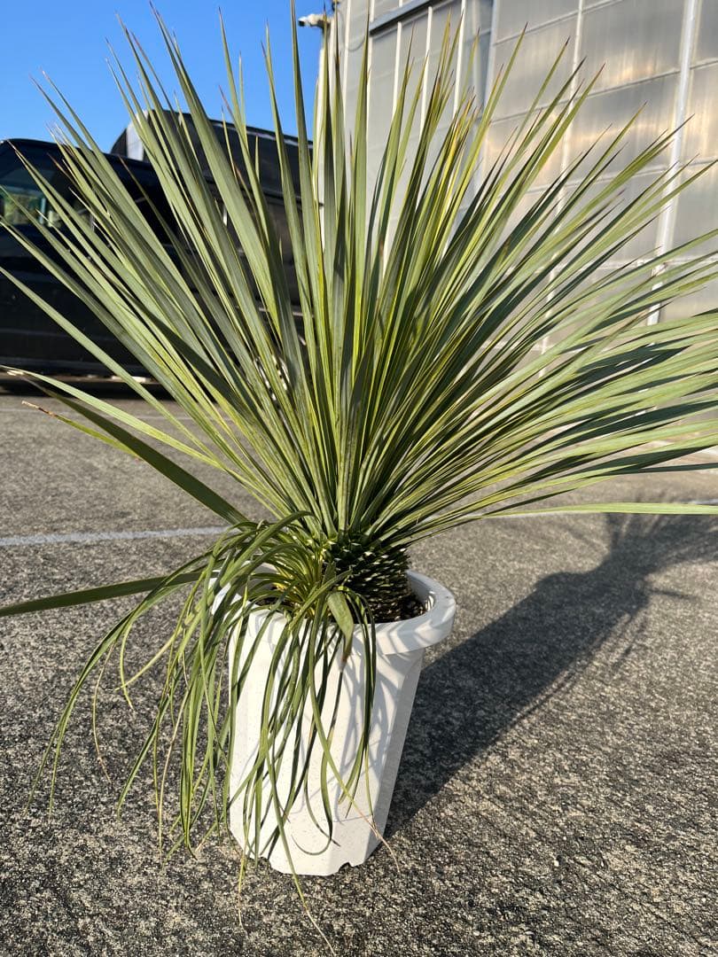 ユッカ　ロストラータ　2ヘッド　21