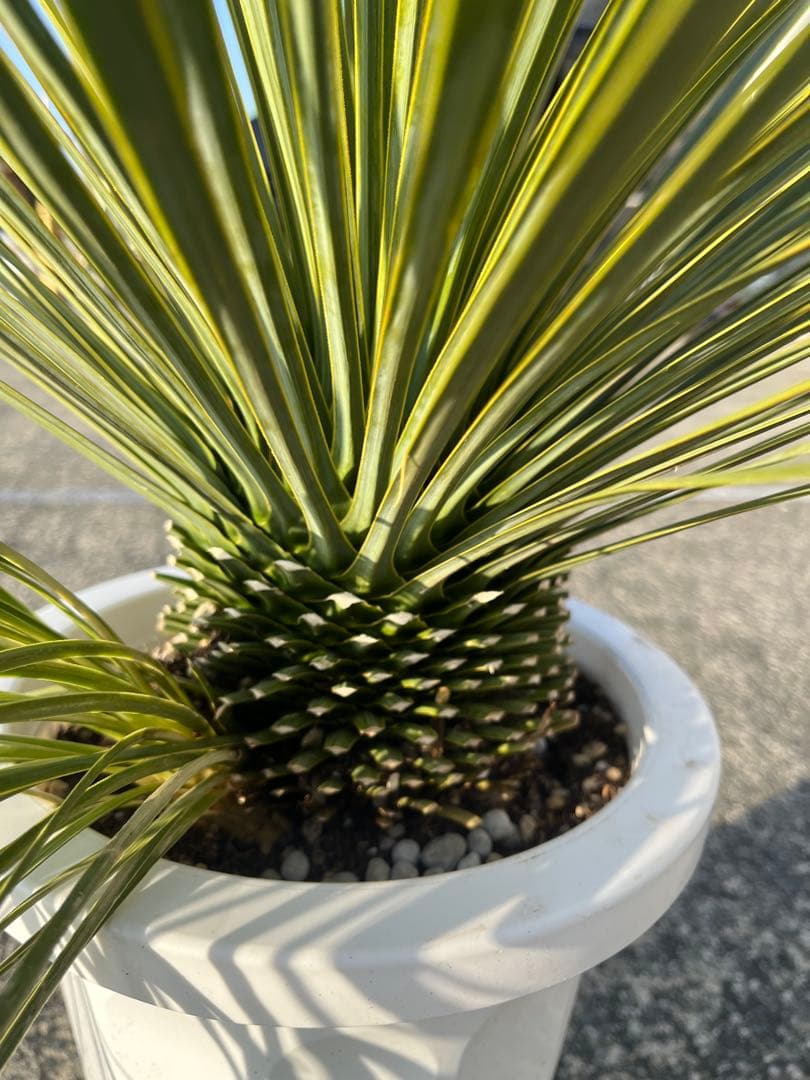 ユッカ　ロストラータ　2ヘッド　21