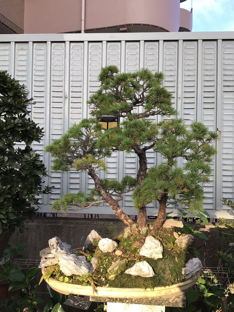 五葉松　盆栽