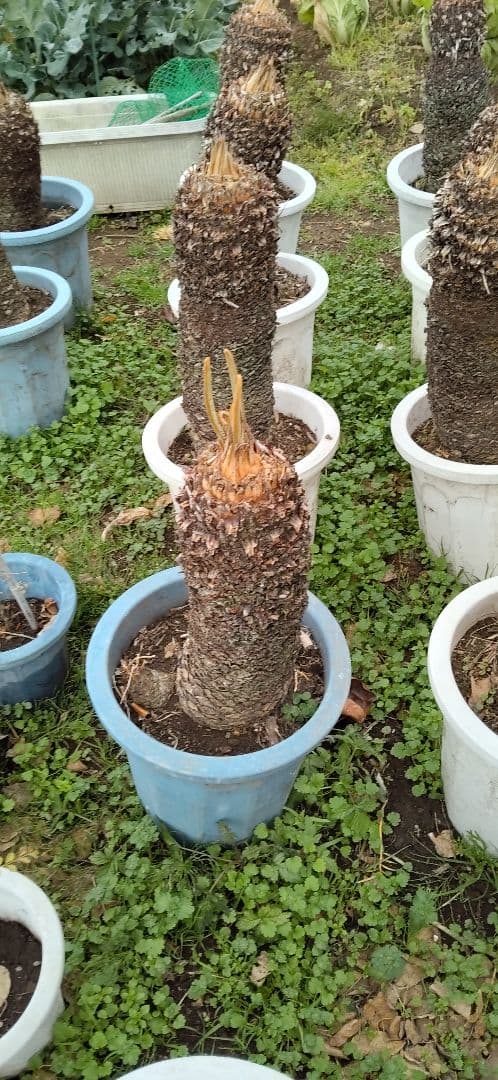 ソテツ 10号プラ鉢 高さ( 鉢底から77cm 程) 数ケの子株付き