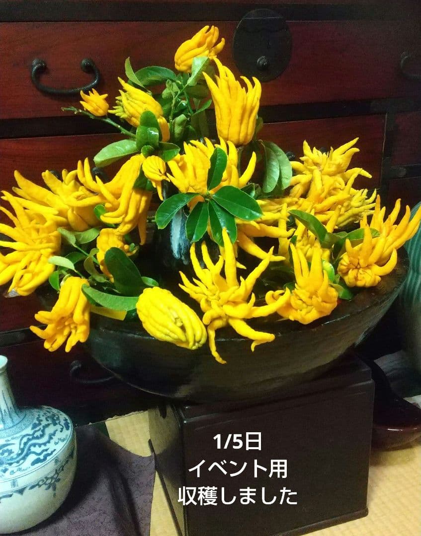 ☀仏手柑のお問い合わせコーナーです 。新年は1/5日よりお世話になります。