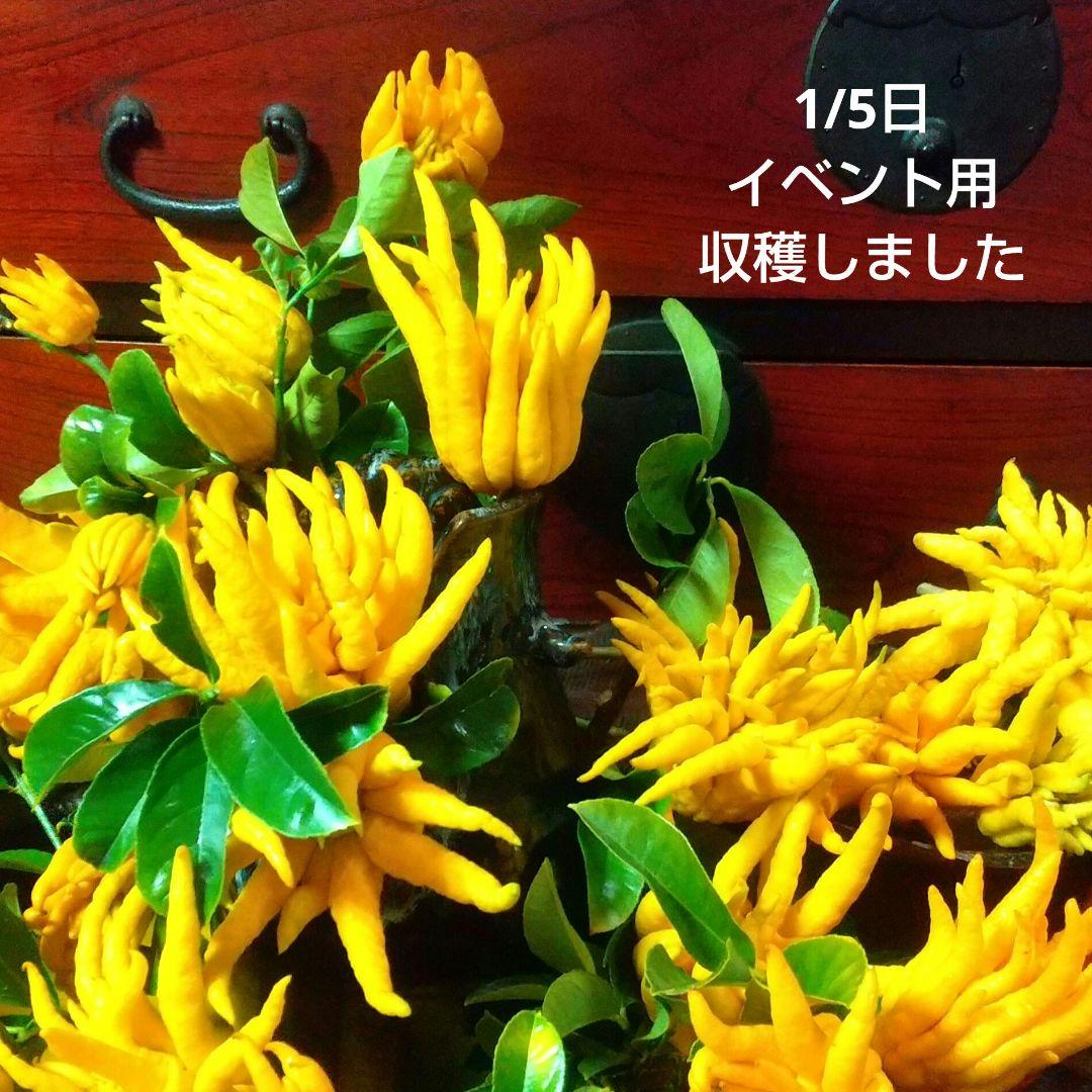 ☀仏手柑のお問い合わせコーナーです 。新年は1/5日よりお世話になります。