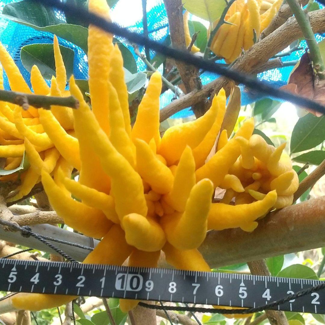 ☀仏手柑のお問い合わせコーナーです 。新年は1/5日よりお世話になります。