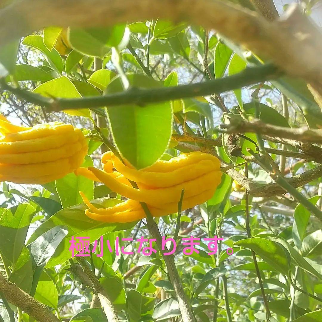 ☀仏手柑のお問い合わせコーナーです 。新年は1/5日よりお世話になります。