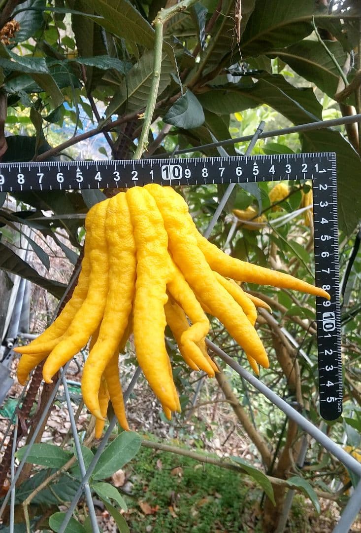 ☀仏手柑のお問い合わせコーナーです 。新年は1/5日よりお世話になります。